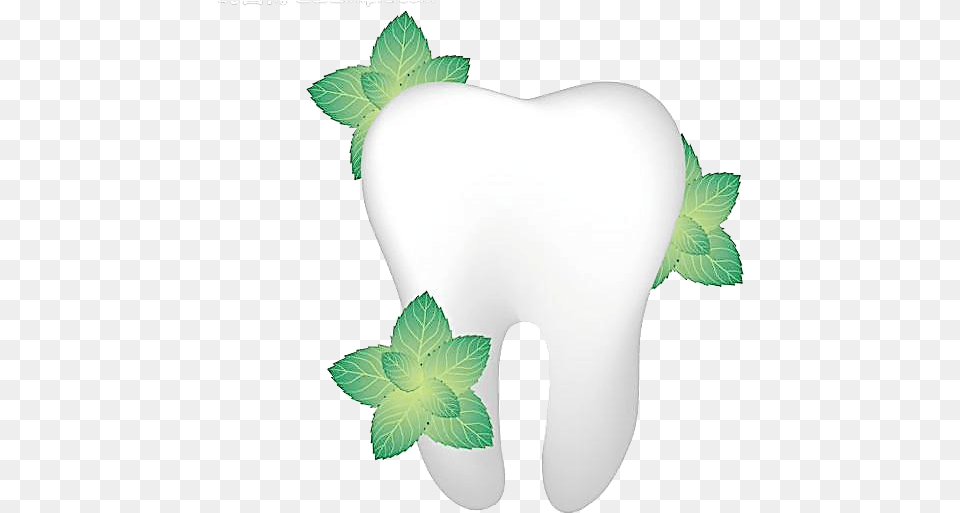 Single Teeth Transparent Flower Tooth, Herbs, Leaf, Mint, Plant Png