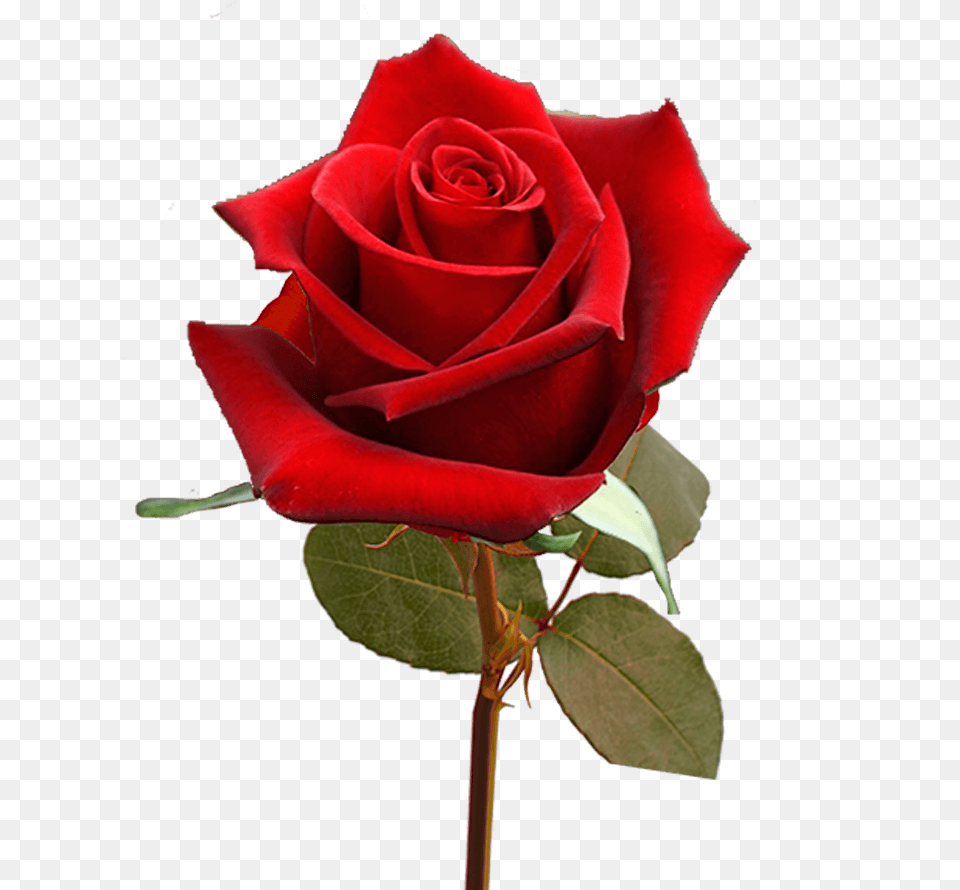 Single Valentine S Day Roses For Flower Sale Fundraiser Floribunda, Plant, Rose Free Png