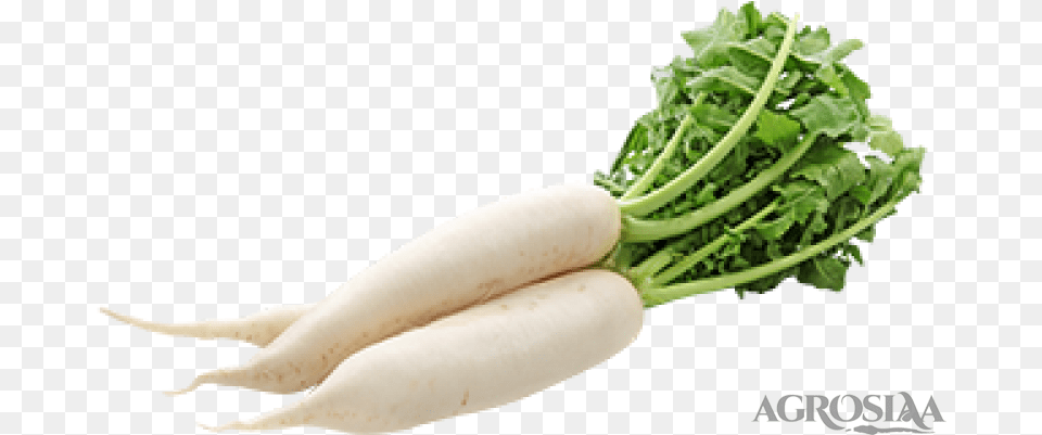 Single Vegetables Images Hd, Food, Produce, Plant, Radish Free Png Download