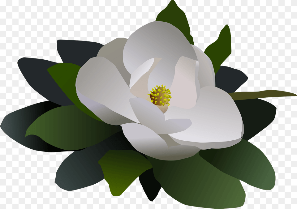 Single White Magnolia Flower Clipart, Anemone, Plant, Petal, Anther Free Png
