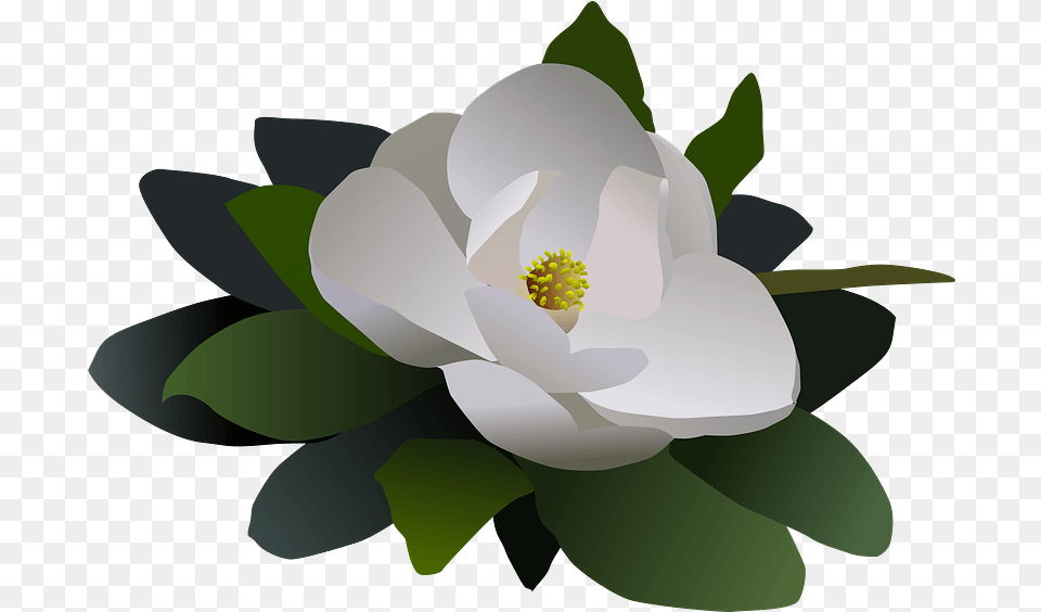 Single White Magnolia Flower Clipart Magnolia Flower Clipart, Anemone, Anther, Petal, Plant Free Png Download