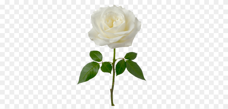 Single White Rose, Flower, Plant, Petal Free Png