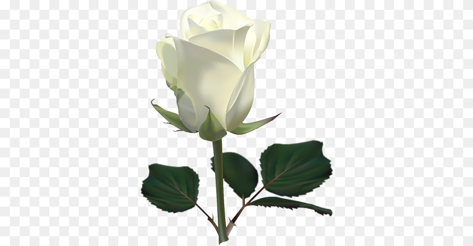 Single White Rose, Flower, Plant, Chandelier, Lamp Free Png Download