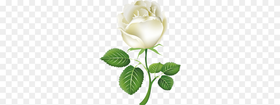 Single White Rose Clipart Clipart, Flower, Plant, Leaf Png
