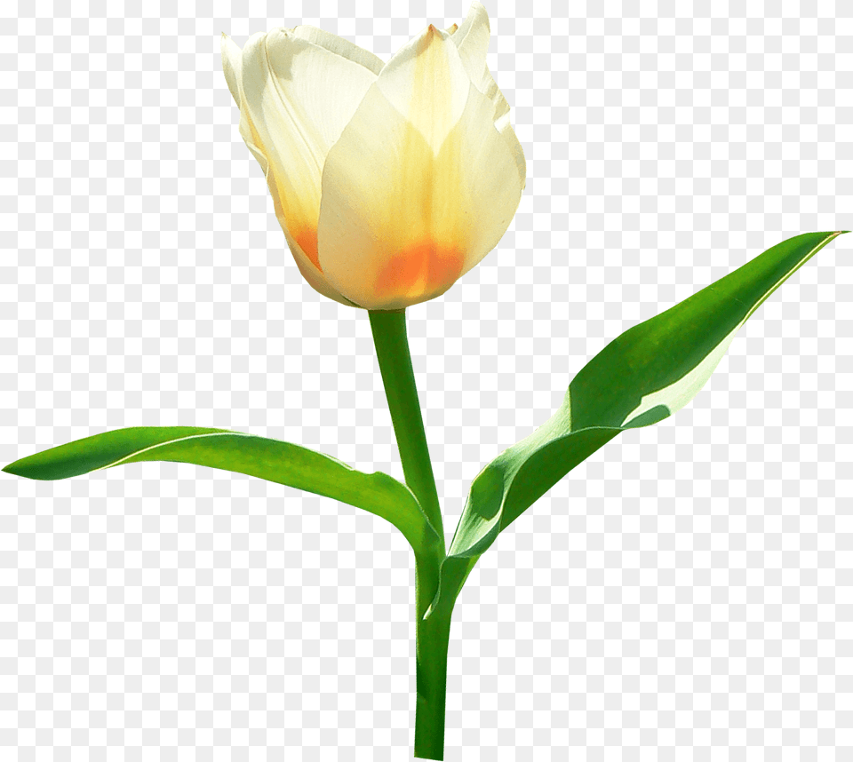 Single White Stickpng Jpg Black And White Tulip, Flower, Plant, Rose Free Png