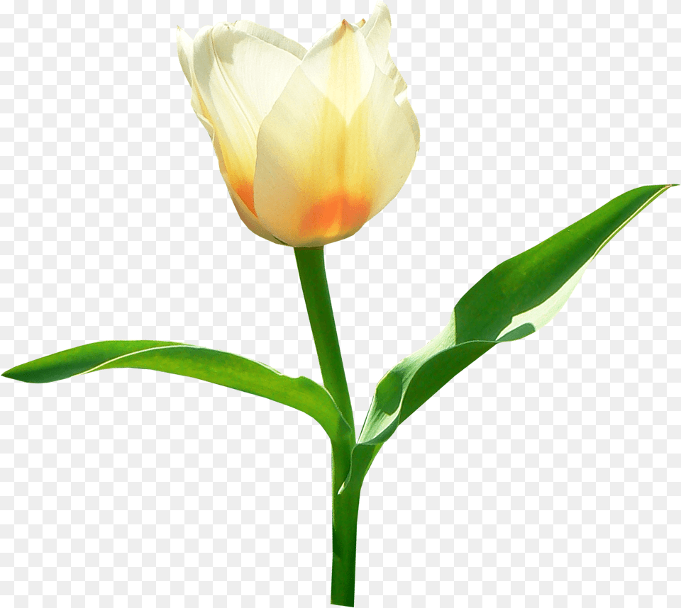 Single White Tulip, Flower, Plant, Rose Free Png Download