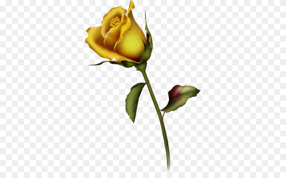 Single Yellow Rose Clipart, Flower, Plant Png Image