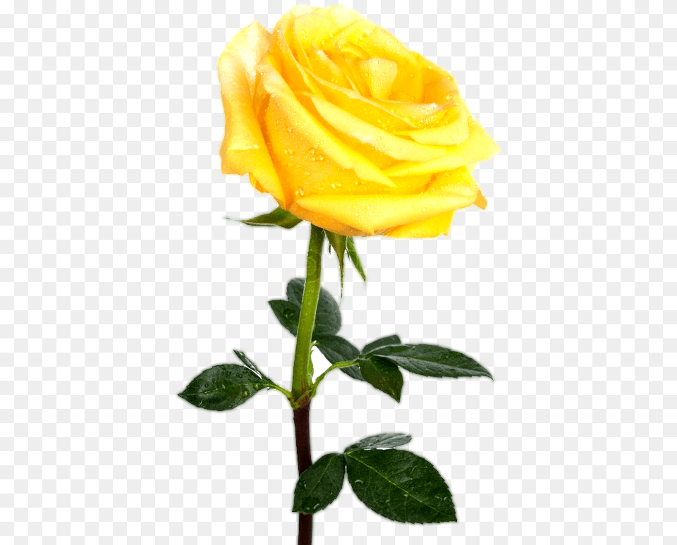 Single Yellow Rose Background Interlude Between The Present And Unkown, Flower, Plant Free Transparent Png
