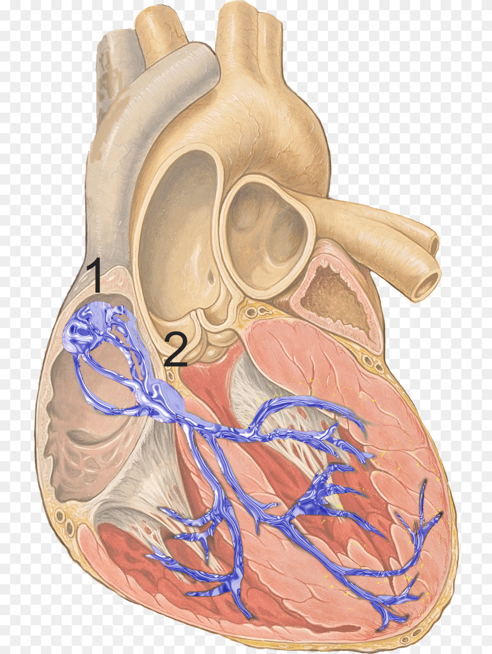 Sinoatrial Node Left Bundle Branch Anatomy Free Png