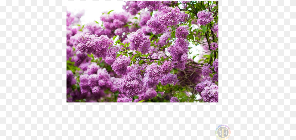 Siren Oboi, Flower, Plant, Lilac, Purple Png Image