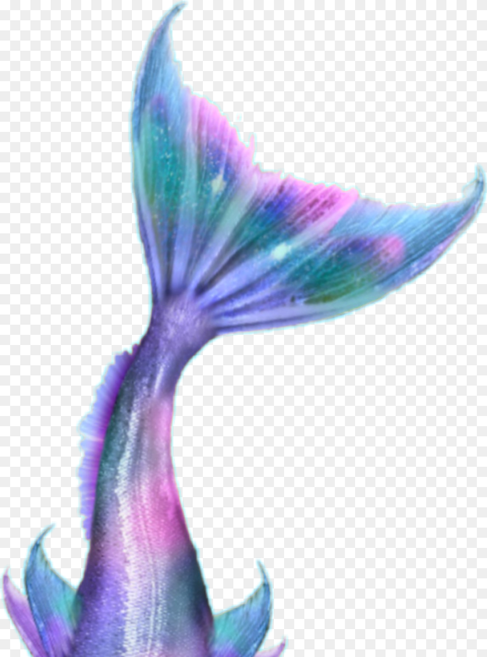 Sirena Mermaid Mermaid, Water, Aquatic, Purple, Animal Png Image