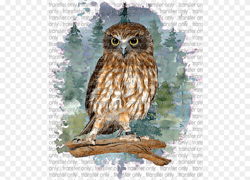 Siser Anm 14 Owl In Forest Eastern Screech Owl, Animal, Bird Free Transparent Png
