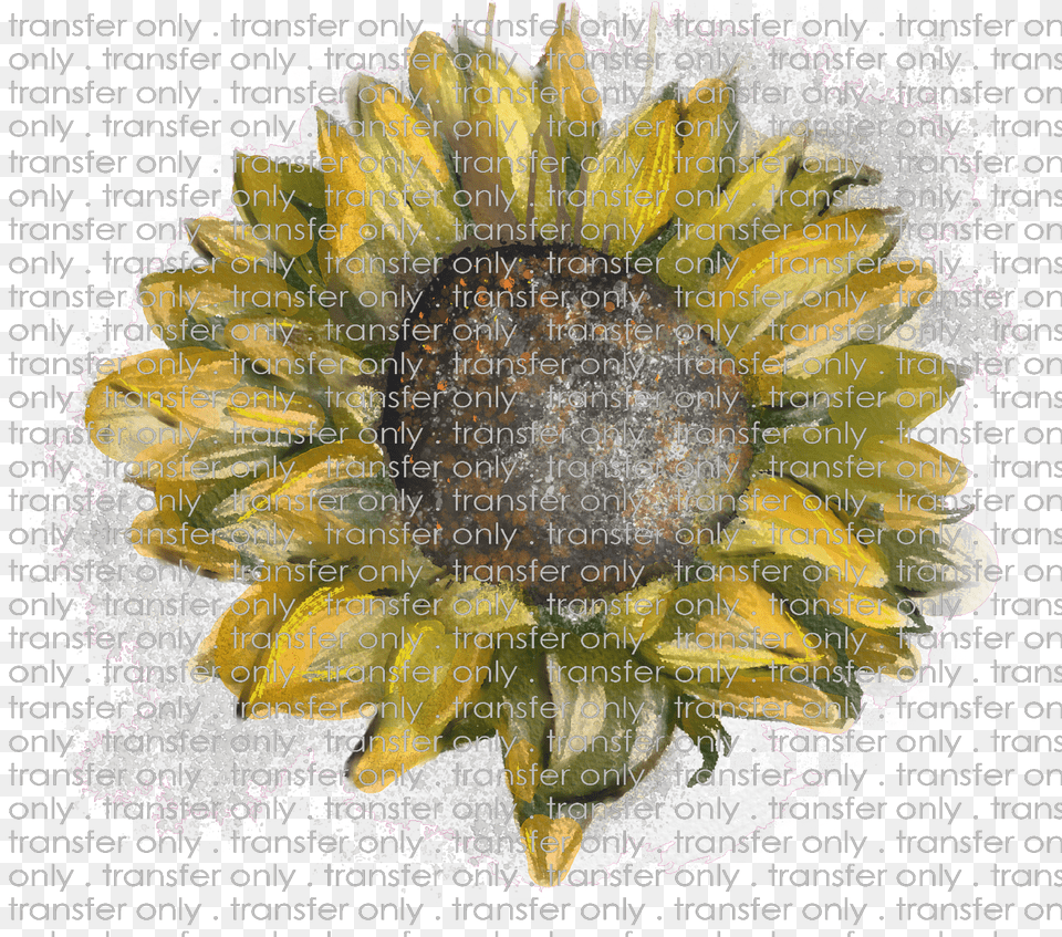 Siser Flw 2 Watercolor Sunflower Sketch Sunflower, Art, Collage, Flower, Plant Free Transparent Png