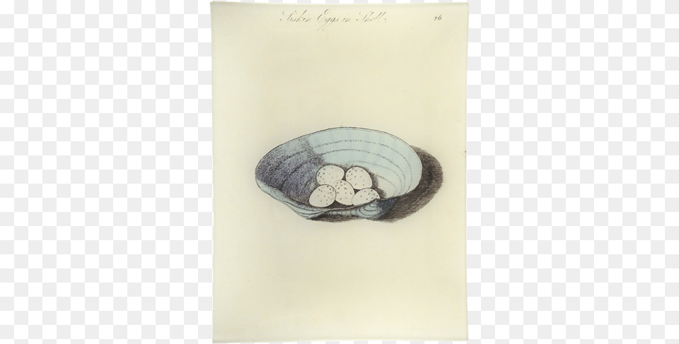 Siskin Eggs In Shell Driftwood, Art, Drawing, Bowl Png