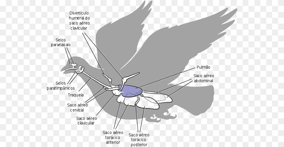 Sistema Respiratrio Das Aves Air Sacs Of Pigeon, Bow, Weapon, Animal, Bird Free Png