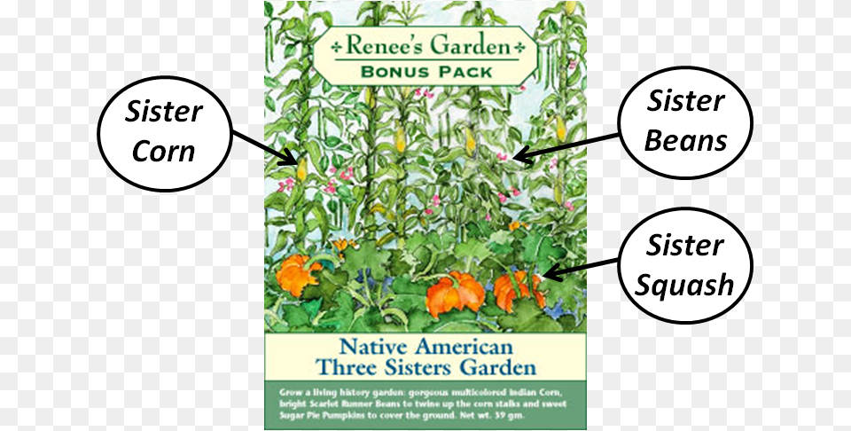 Sisters Garden Native Americans, Vegetation, Plant, Outdoors, Nature Png