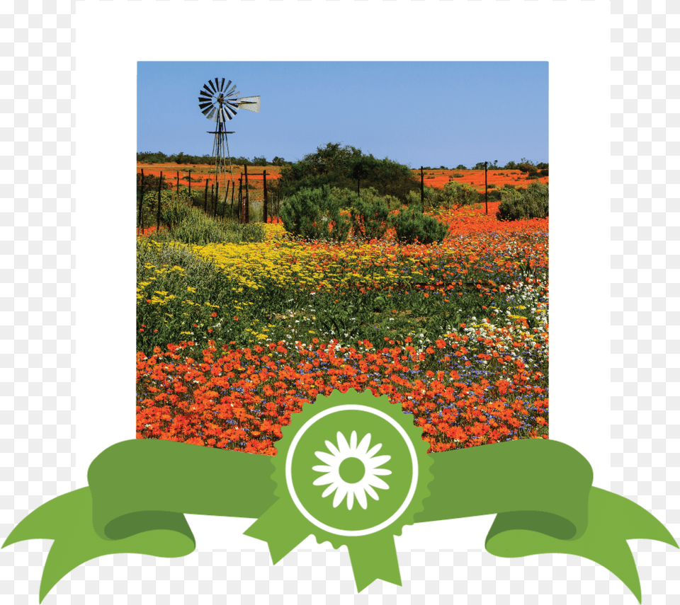 Site Images Wldflower 04 New Realign South African Wild Flowers, Field, Grassland, Nature, Outdoors Png Image