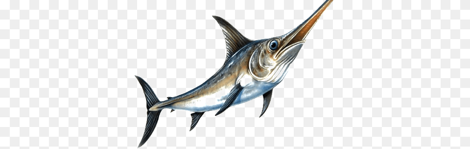 Site Logo Deep Sea Fishing, Animal, Sea Life, Fish, Swordfish Free Png