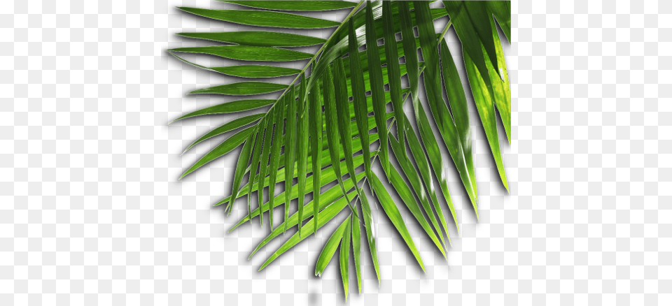 Site Map, Vegetation, Tree, Plant, Palm Tree Free Png Download