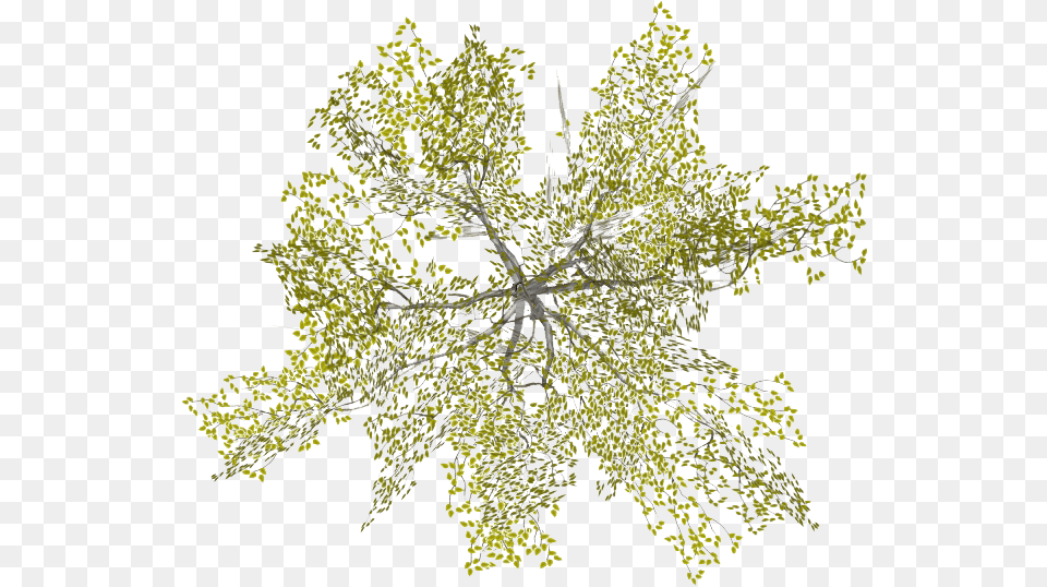 Site Plan Tree Architecture Tree Plan, Plant, Chandelier, Lamp, Pattern Png