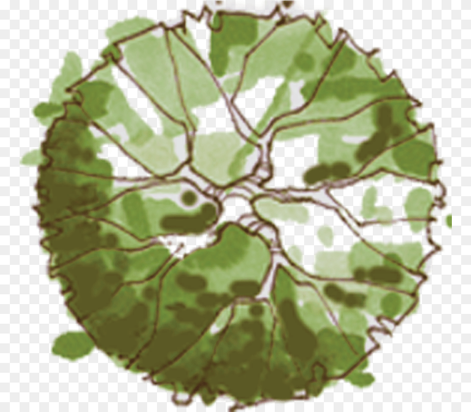 Site Plan Trees Arbol En Planta Plano De Jardin Tree Plan Sketch, Leaf, Plant Free Png