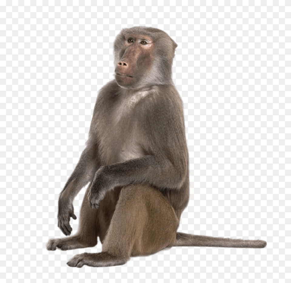 Sitting Baboon, Animal, Mammal, Monkey, Wildlife Png Image