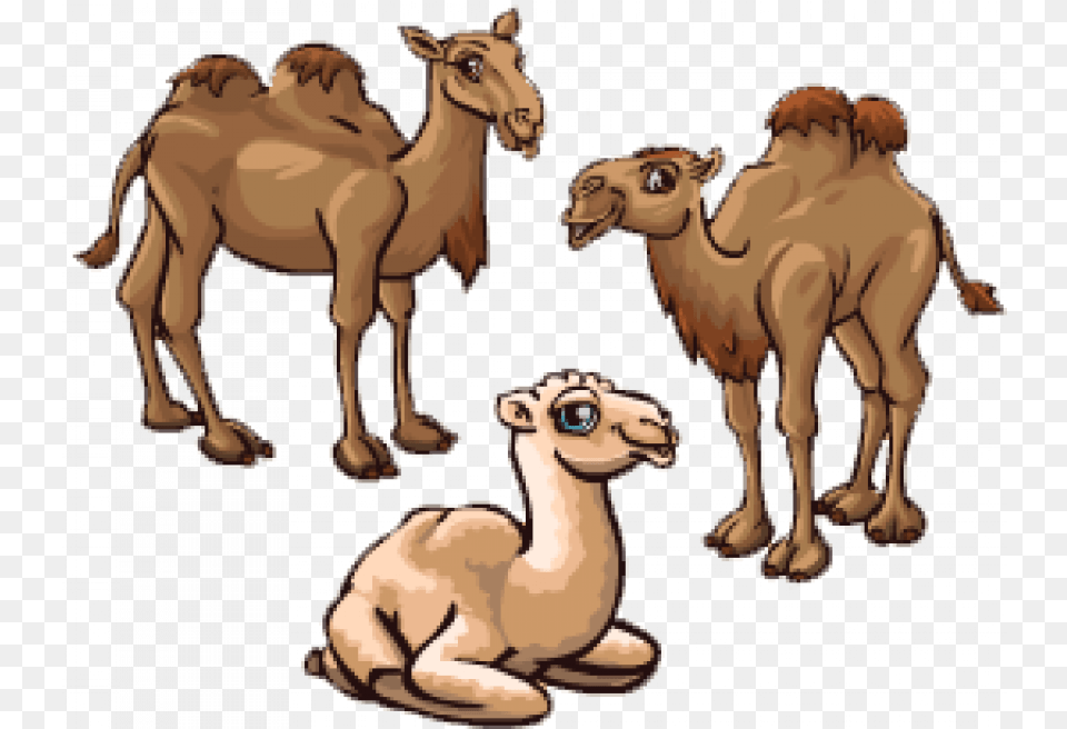 Sitting Camel Full Hd Arabian Camel, Animal, Mammal, Antelope, Wildlife Png