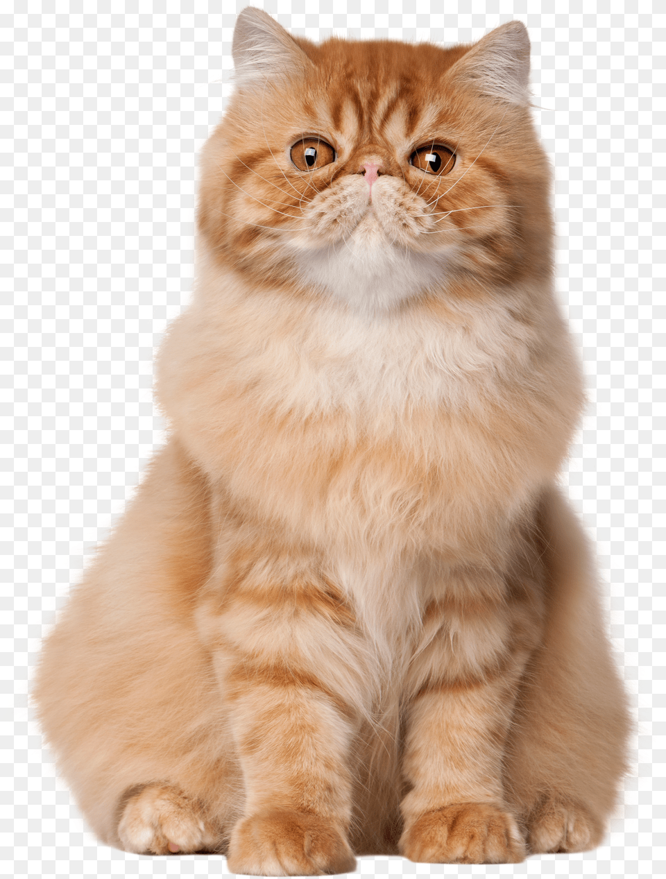 Sitting Cat Clip Art Free Png