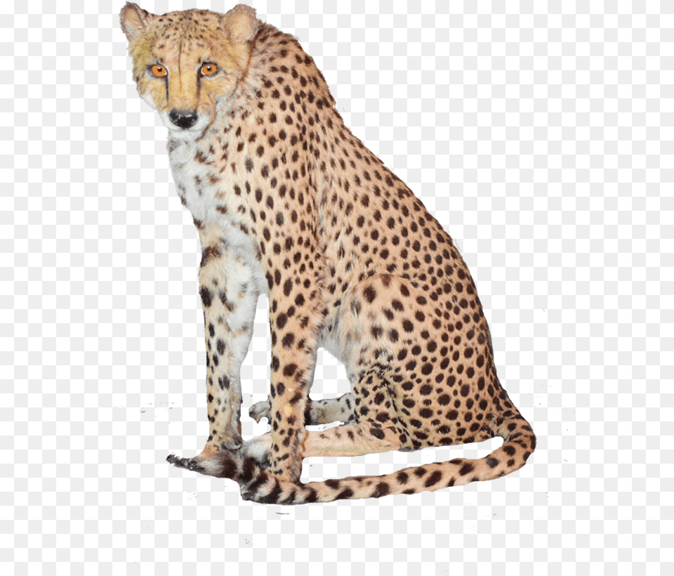 Sitting Cheetah High Quality Image High Resolution Cheetah, Animal, Mammal, Wildlife Free Png