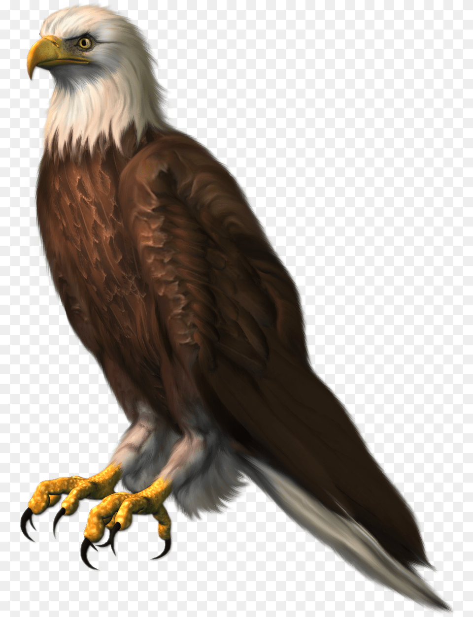 Sitting Eagle Hd, Animal, Bird, Beak Free Png
