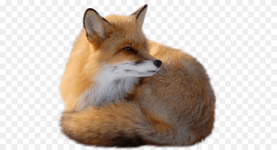 Sitting Fox Red Fox Animal, Mammal, Wildlife, Canine Free Transparent Png