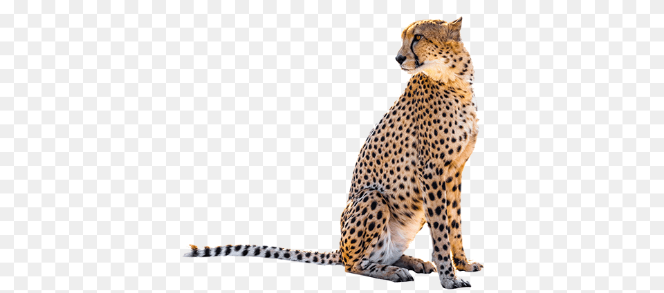 Sitting Leopard Transparent Image Arts, Animal, Cheetah, Mammal, Wildlife Free Png