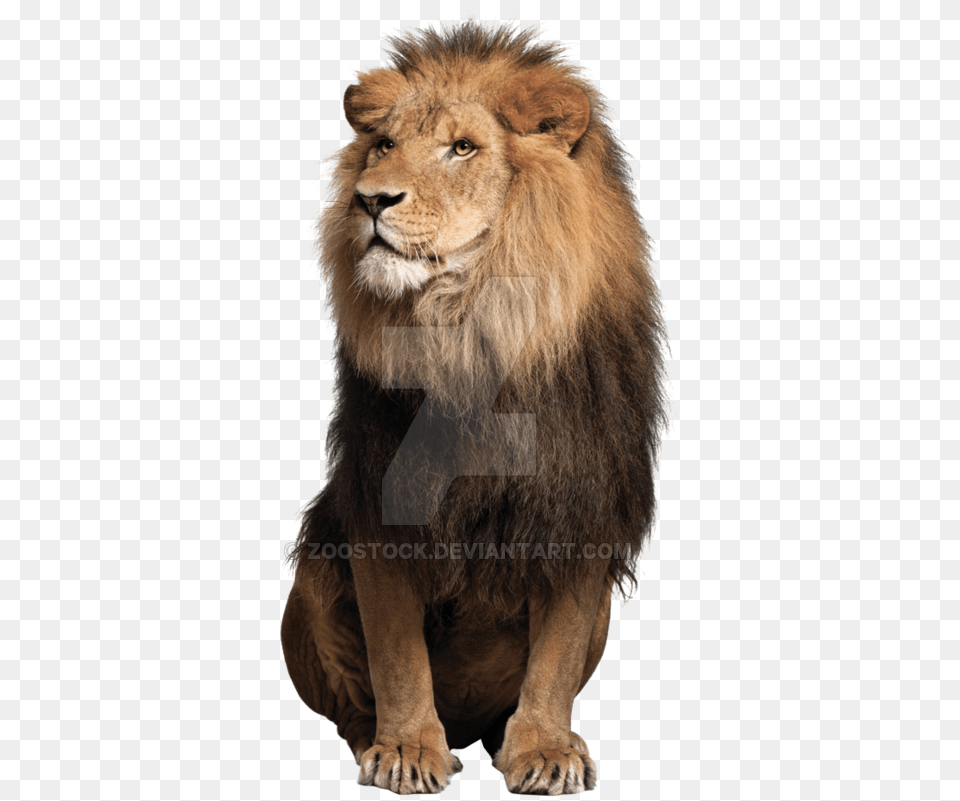 Sitting Lion Lion Sitting Down Front View, Animal, Mammal, Wildlife Free Png Download