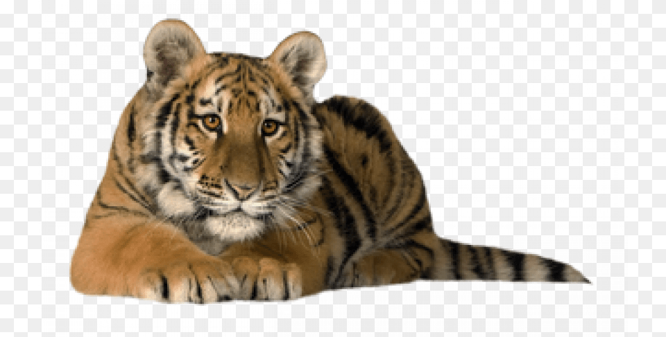 Sitting Red Siberian Tiger, Animal, Mammal, Wildlife Free Transparent Png