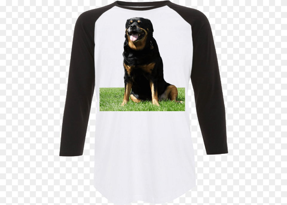 Sitting Rottweiler Baseball Shirt Greater Swiss Mountain Dog, Clothing, Long Sleeve, Sleeve, T-shirt Png