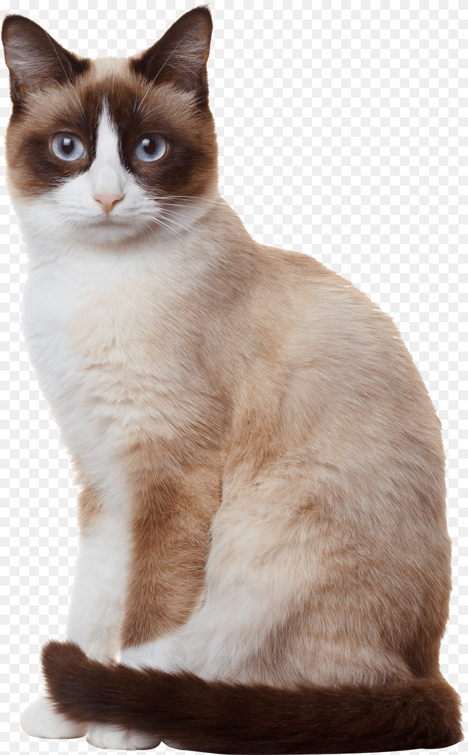 Sitting Siamese Photography Breed Cat Snowshoe Birman Free Png Download