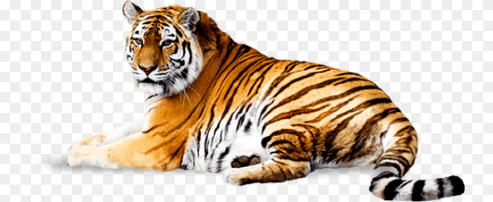 Sitting Tiger, Animal, Mammal, Wildlife Png