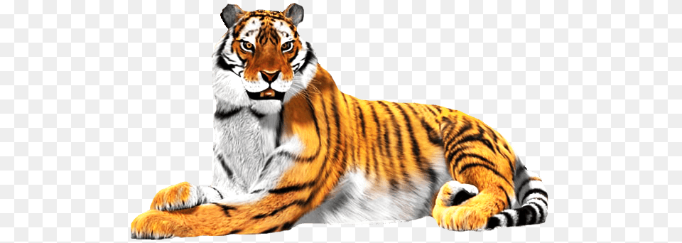 Sitting Tiger Image Arts, Animal, Mammal, Wildlife Free Png Download