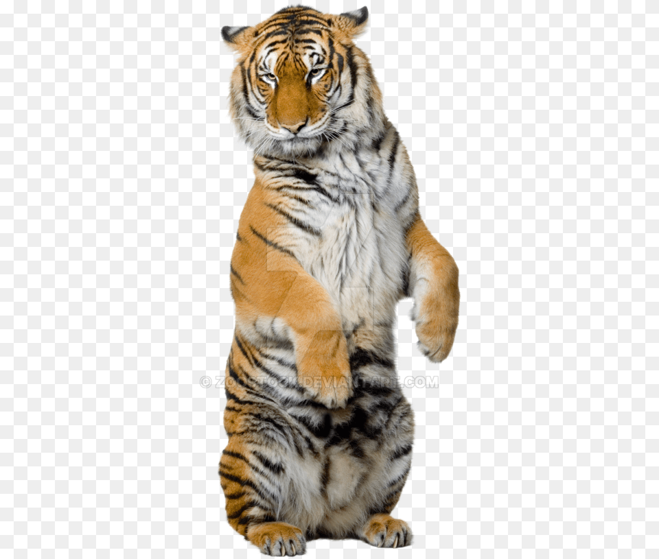 Sitting Tiger High Quality Image Tiger Photo Background, Animal, Mammal, Wildlife Free Transparent Png