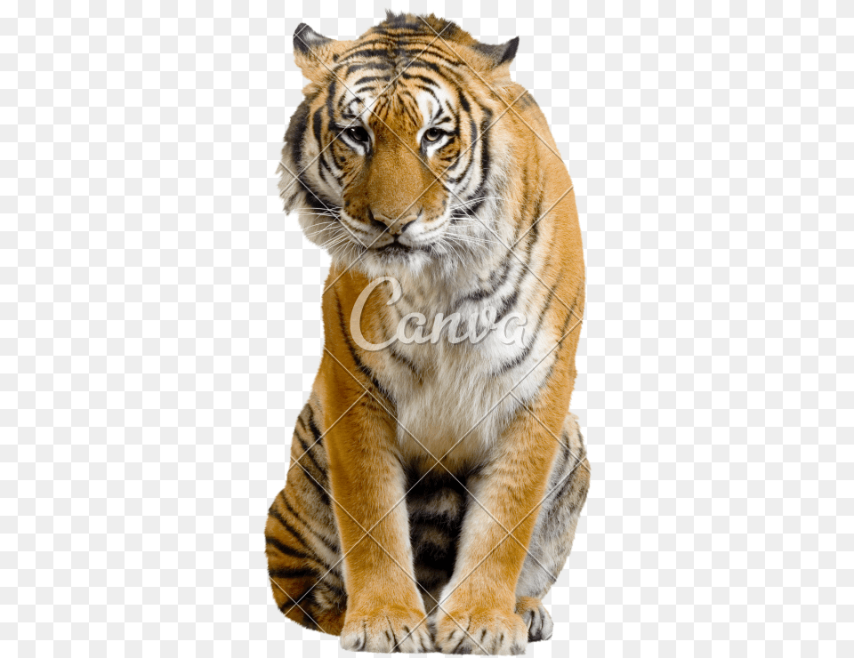 Sitting Tiger Transparent Image Tiger Full Body Sitting, Animal, Mammal, Wildlife Free Png Download