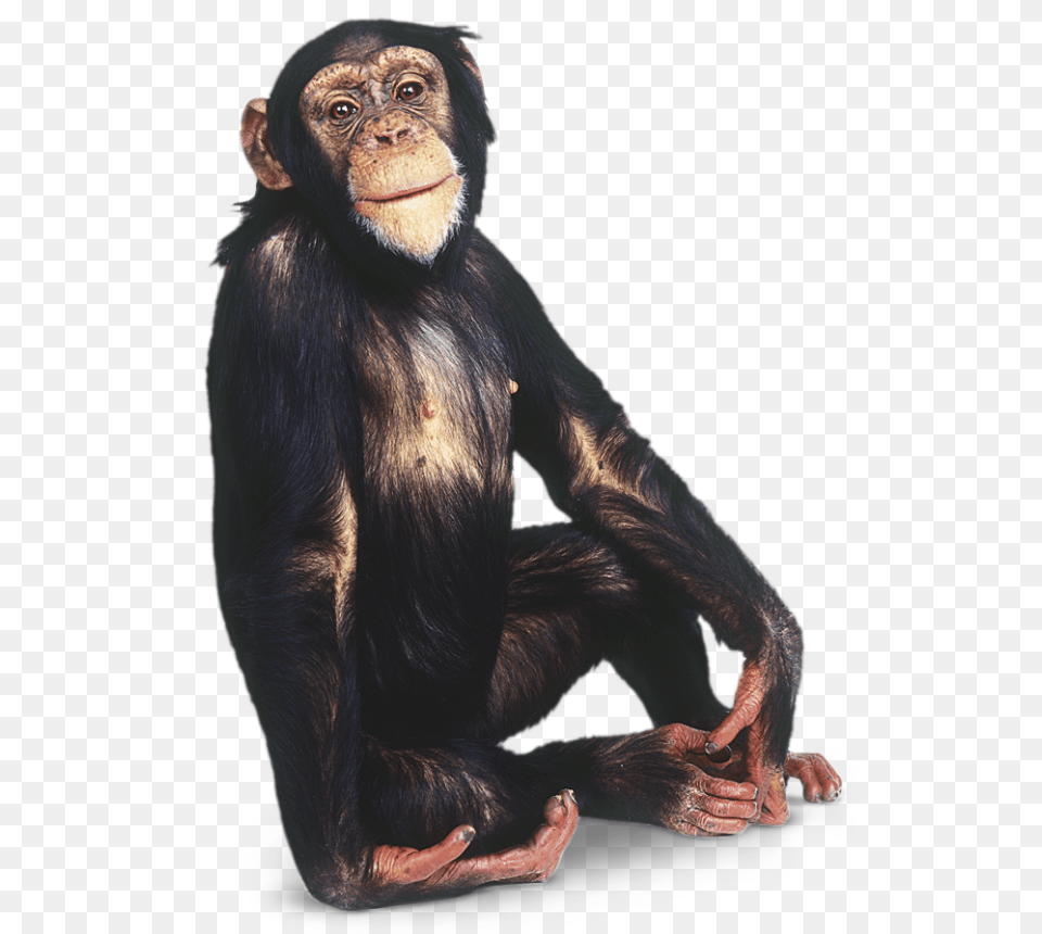 Sitting Background Image Monkey Background, Animal, Mammal, Wildlife, Ape Free Transparent Png