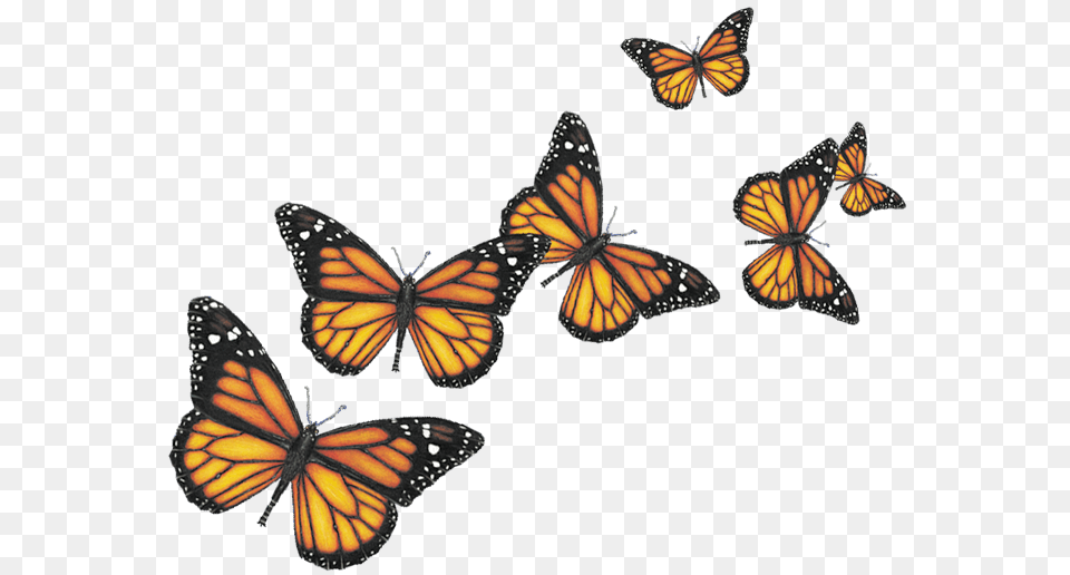 Six Butterflies, Animal, Butterfly, Insect, Invertebrate Png
