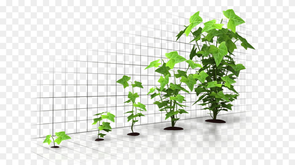 Six Incredible Ways To Grow Your Business Through Digital Tree Grow Up, Plant, Vine, Green, Potted Plant Free Png Download