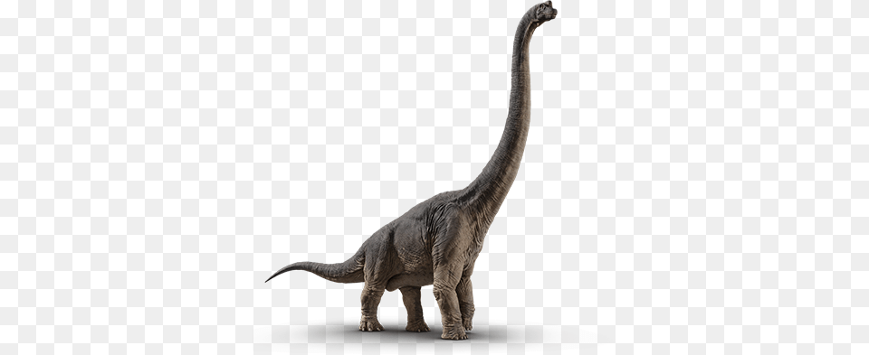 Size Chart Jurassic World Fallen Kingdom Brachiosaurus, Animal, Dinosaur, Reptile, T-rex Png Image