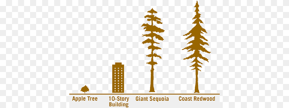 Size Compared To 300 Year Old Redwood Tree Redwood Trees Height, Fir, Pine, Plant, City Free Png Download