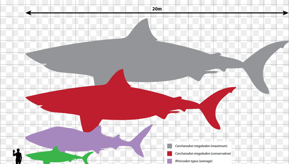 Size Of The Meg, Animal, Fish, Sea Life, Shark Free Transparent Png