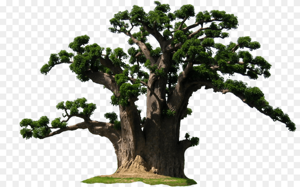 Size Pix Baobab Tree Conifer, Oak, Plant, Potted Plant Free Transparent Png