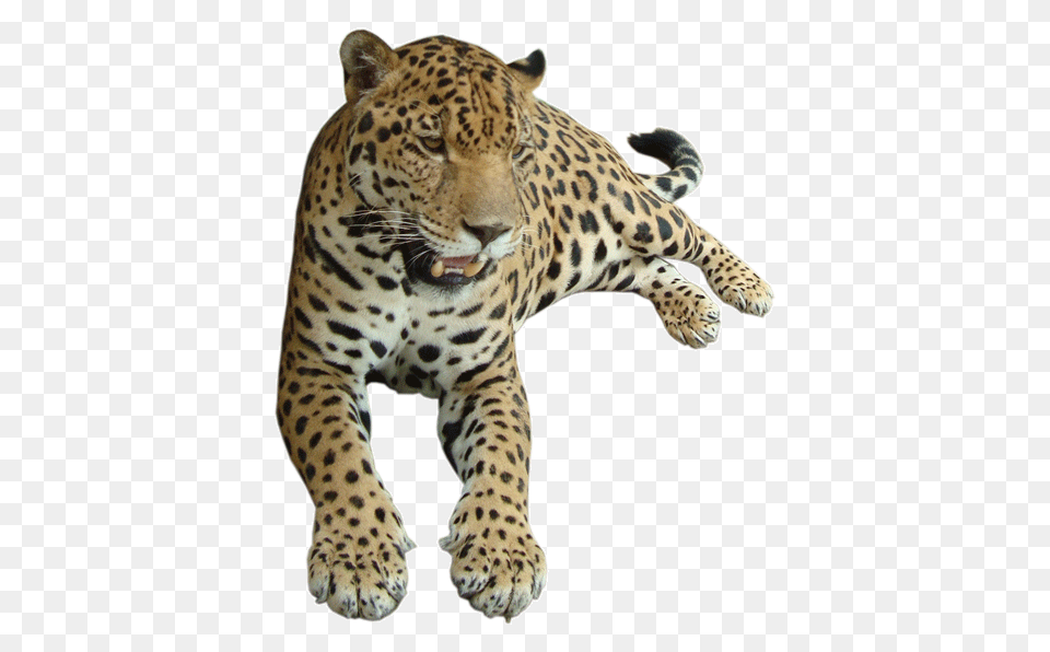 Size Upload Date, Animal, Mammal, Panther, Wildlife Free Transparent Png