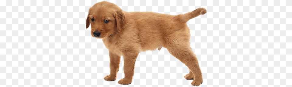 Sized For Coffee Mug, Animal, Canine, Dog, Golden Retriever Free Png Download
