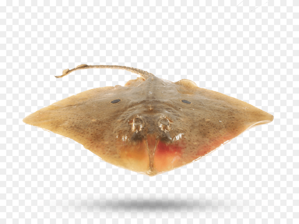 Skate Wing Skate, Animal, Fish, Sea Life, Stingray Png